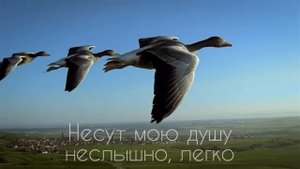У дикого гуся могучие крылья