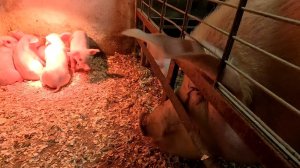 Свиноводство в лактационный период || Уход и кормление