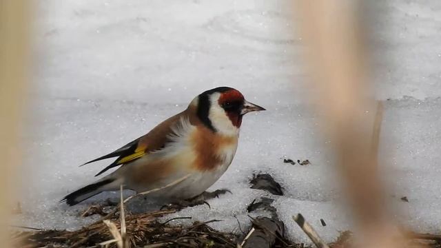 Щеглы промышляют на грани весны... Март. Обычный двор в центре города. смотреть онлайн