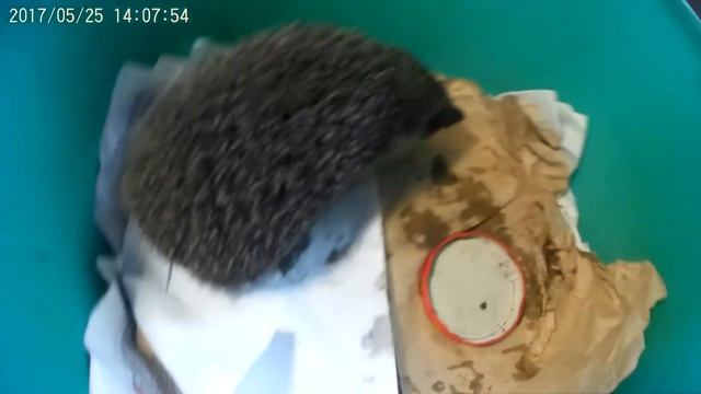 Ёжик - неожиданный гость! - Hedgehog - an unexpected guest!