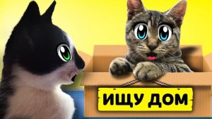 ИЩУ ДОМ! КОТ МАЛЫШ и КОШЕЧКА МУРКА и Бездомный КОТЕНОК! МЫШКА наш НОВЫЙ ПИТОМЕЦ!  А ну-ка давай-ка