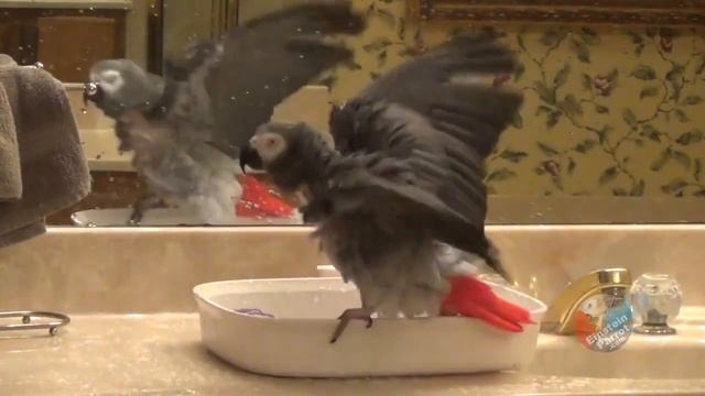 Intelligent parrot understands the meaning of "water"