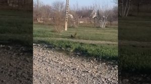 Фазаны битва двух петухов