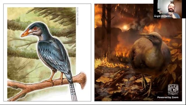 El pollo maravilloso; el origen de los gallo-patos смотреть онлайн