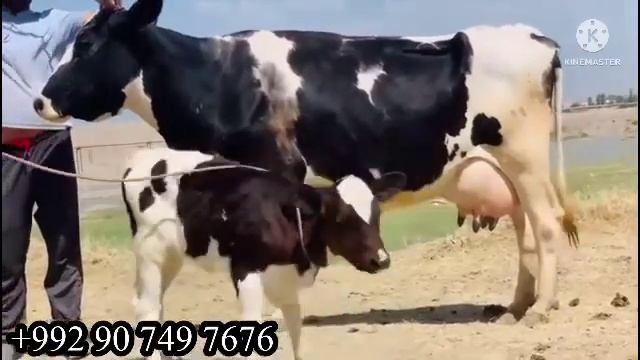 ХАШТ САР ГОВ ФРУШИ МОЛИ НАГЗ ВА ЗУР 11 июня 2023 г. смотреть онлайн