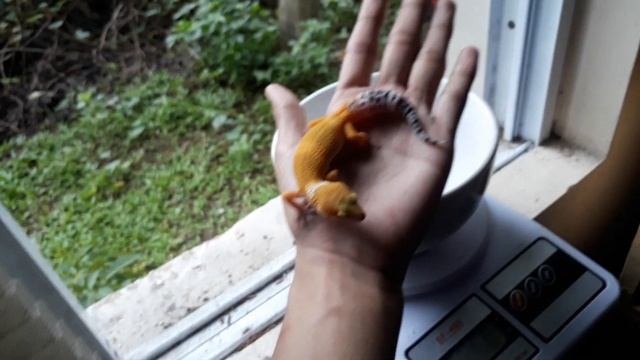 Super Hypo Tangerine Leopard Gecko смотреть онлайн