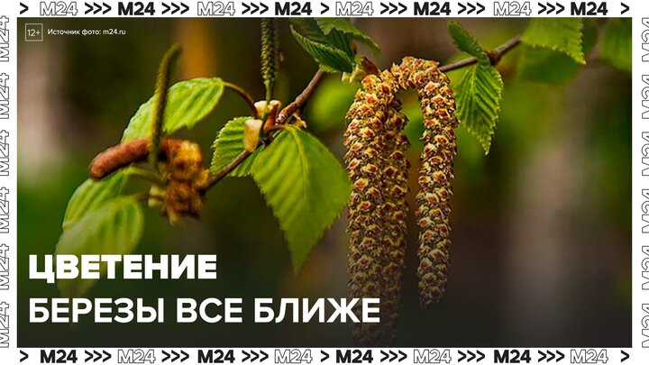 Специалисты предупреждают о начале цветения березы в середине недели - Москва 24