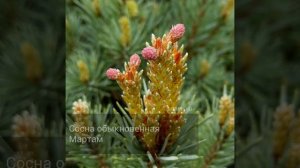 Сосна обыкновенная Мартам