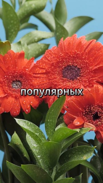 Смотреть всем!