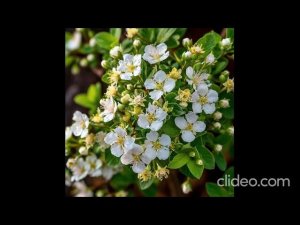 Полезные травяные напитки .