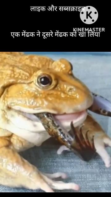 एक मेंढक ने दूसरे मेंढक को खा गए смотреть онлайн