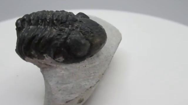 Morocco Trilobites for Sale - Gerastos 10