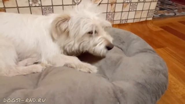 Гостинчик Эльзе от Юмми смотреть онлайн