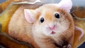 Подарок для мышки сказка