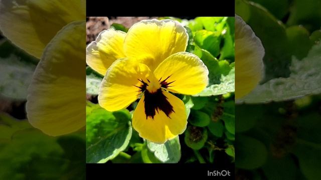 15-04-2025 Сегодня замечательный солнечный  тёплый, по настоящему  весенний денек.
