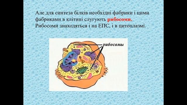 Біологія 6 клас. Урок №7 «Будова клітини» смотреть онлайн