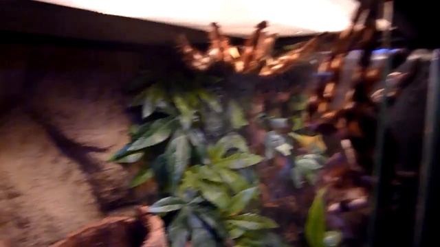 Verpaarung Poecilotheria regalis - Teil 2 смотреть онлайн