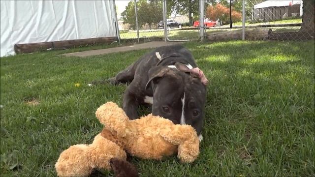 Marlin applies to be your new best friend! смотреть онлайн