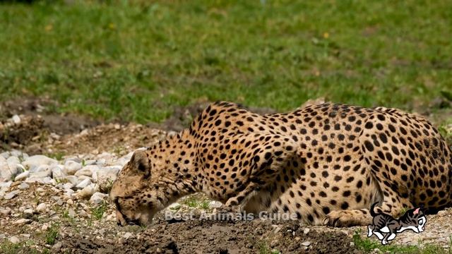 CUTE LITTLE ANIMALS - OWL, PANDA, GOAT, RABBIT, WOLF - ANIMAL SOUNDS | ANIMAL VIDEOS