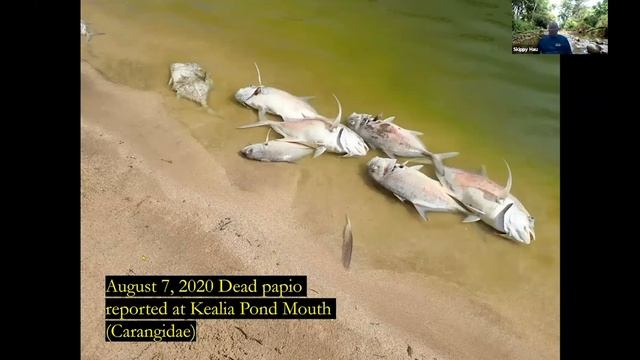 Maui Freshwater Systems Invasives, Natives and more presented by Skippy Hau смотреть онлайн