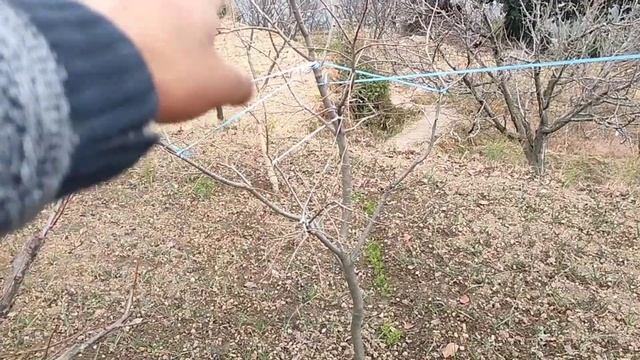 Meripoza Plum के ऊपर Black Amber Plum कैसे तैयार करें। смотреть онлайн