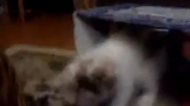 Моц ноаый котёнок Муля! Оброз.Как выглядит.! смотреть онлайн