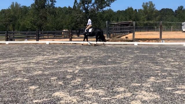 Mira B - 2014 Hanoverian Friesian Cross
