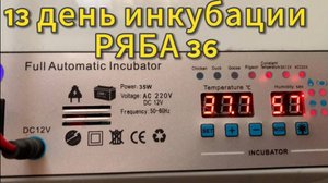13 день инкубации в РЯБА 36 инкубатор китайский_ новая квочка🐓20 марта 2025 года