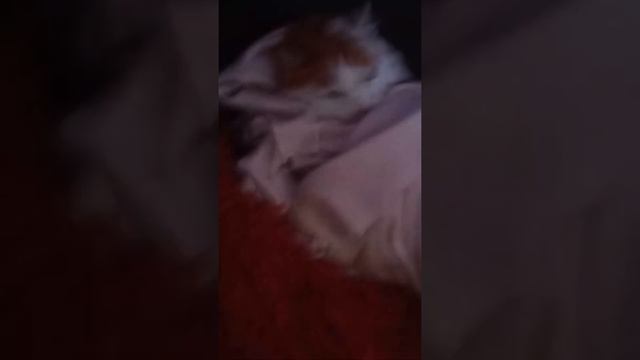 тайная жизнь уток 1 серия/шок!!!/выгнали бога Бебриков!!😨😨😨😨😱😱😱😱 смотреть онлайн