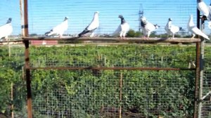 Голуби Будапешты.  август 2018. "the pigeons Budapest"