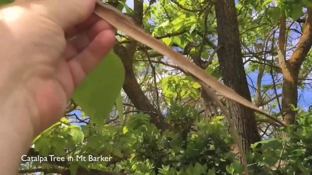 Catalpa Tree | Growing in Adelaide Hills смотреть онлайн