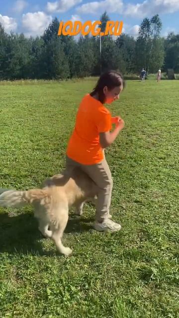 Команда «дом»: Олеся и золотистый ретривер Марс #танцыссобаками #dogdance #учёныйпёс #dogtraining смотреть онлайн
