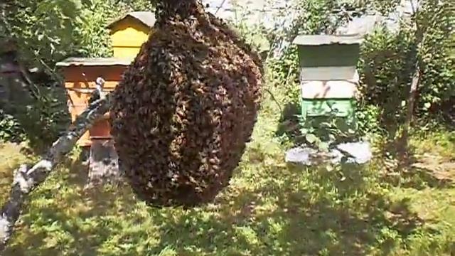 Роение пчёл смотреть онлайн