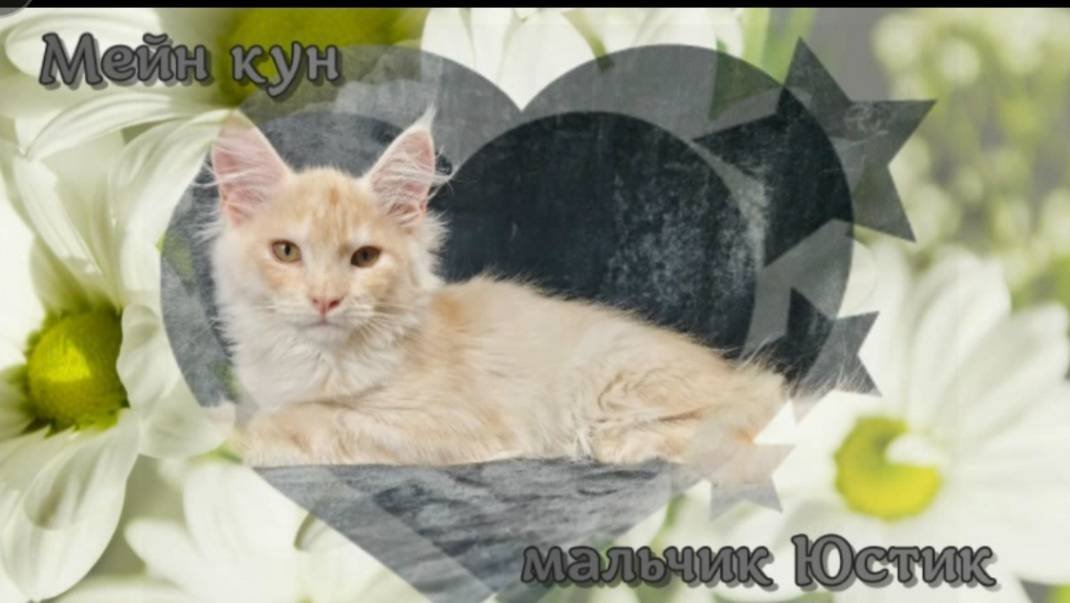 Мейн кун Юстик