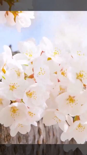 Nature shorts | Birds shorts videos Nature Birds videis with relax music 58 смотреть онлайн