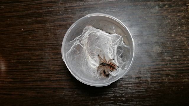 Avicularia minatrix eats смотреть онлайн