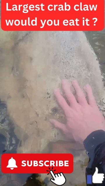 Largest crab claw! would you eat it? #shorts #short #shortvideo #subscribe #shortsvideo #shortsfeed смотреть онлайн