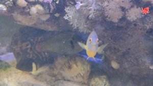 Единорог зеленый