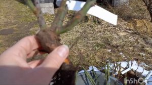 Распаковка посылки с розами из питомника Розафлора