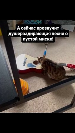 Музыкант 😃