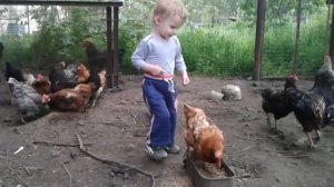 Цып, цып, мои цыплятки