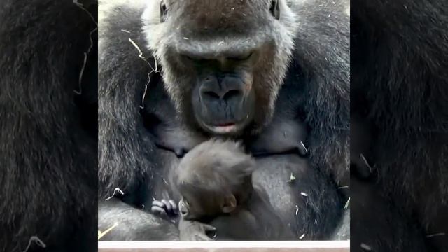 Горилла с младенцем #ЛАРАзвезДА смотреть онлайн