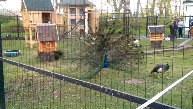 павлин распустился во всей красе смотреть онлайн