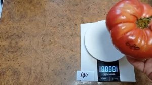 Томат Португальский монстр Майкла