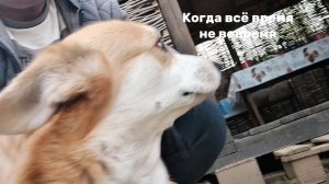 Вездесущий...)