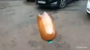 Сок чемпион с собакой