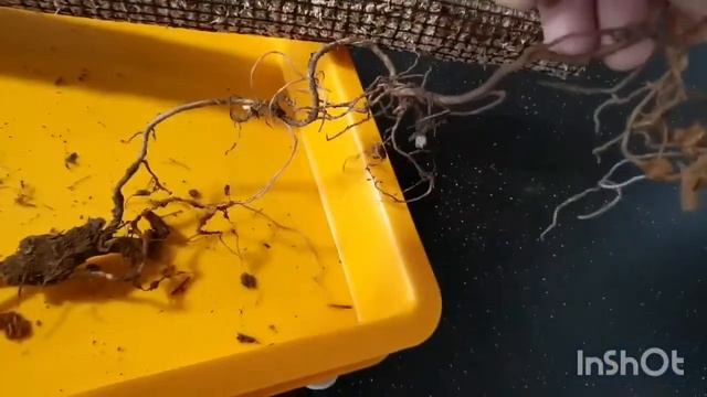 Mature Leaves for Epipremnum Pinnatum Skeleton Key смотреть онлайн