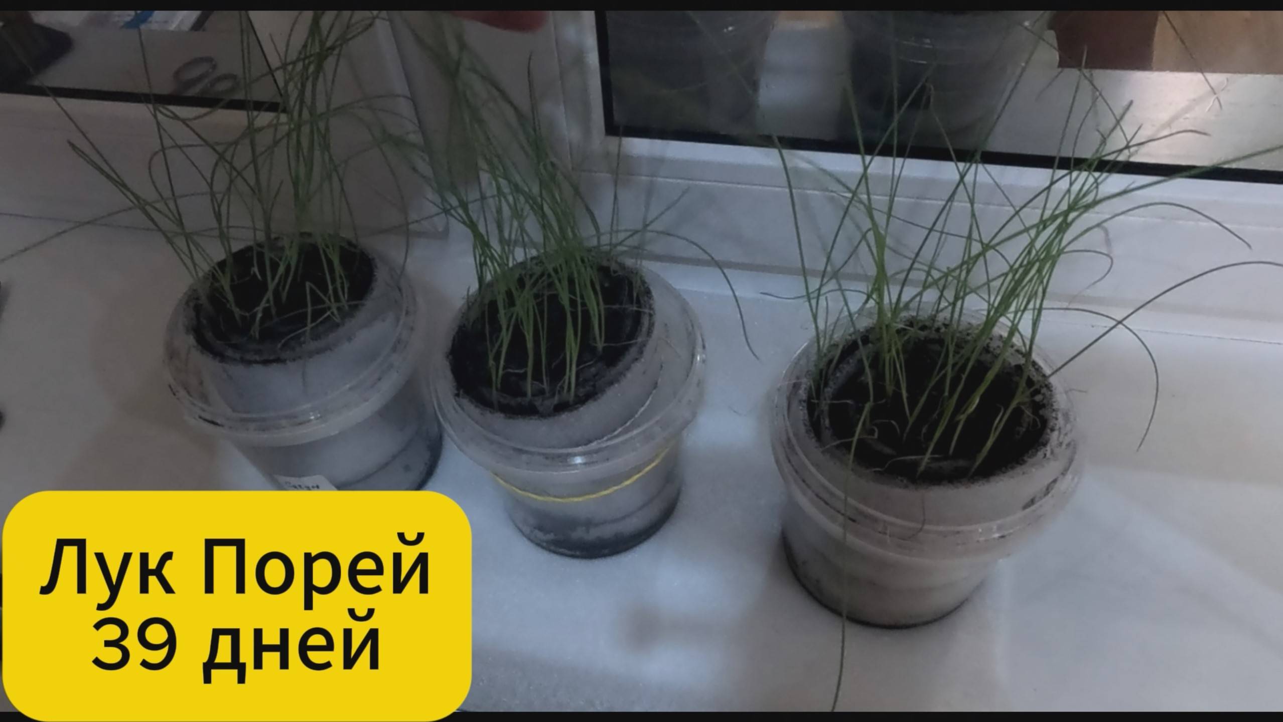 Выращиваю лук порей. 39 дней