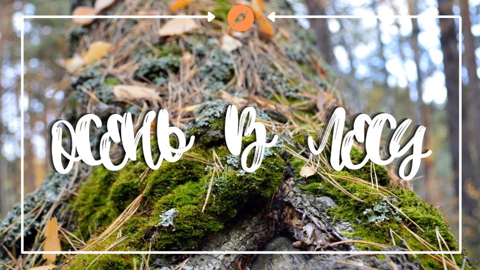 Осень в лесу золотой листопад | Redmi not 10 pro тест камеры смотреть онлайн