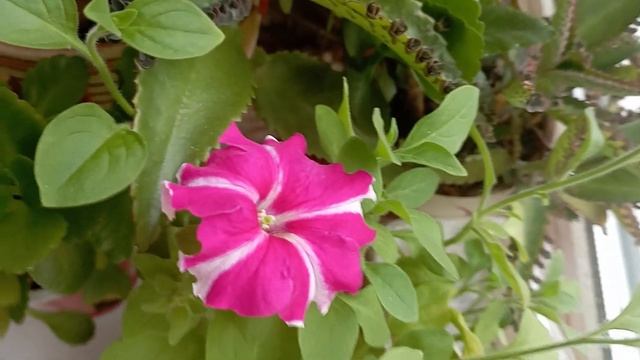 Петуния простая. Все от посева до увядания смотрите под видео.... смотреть онлайн